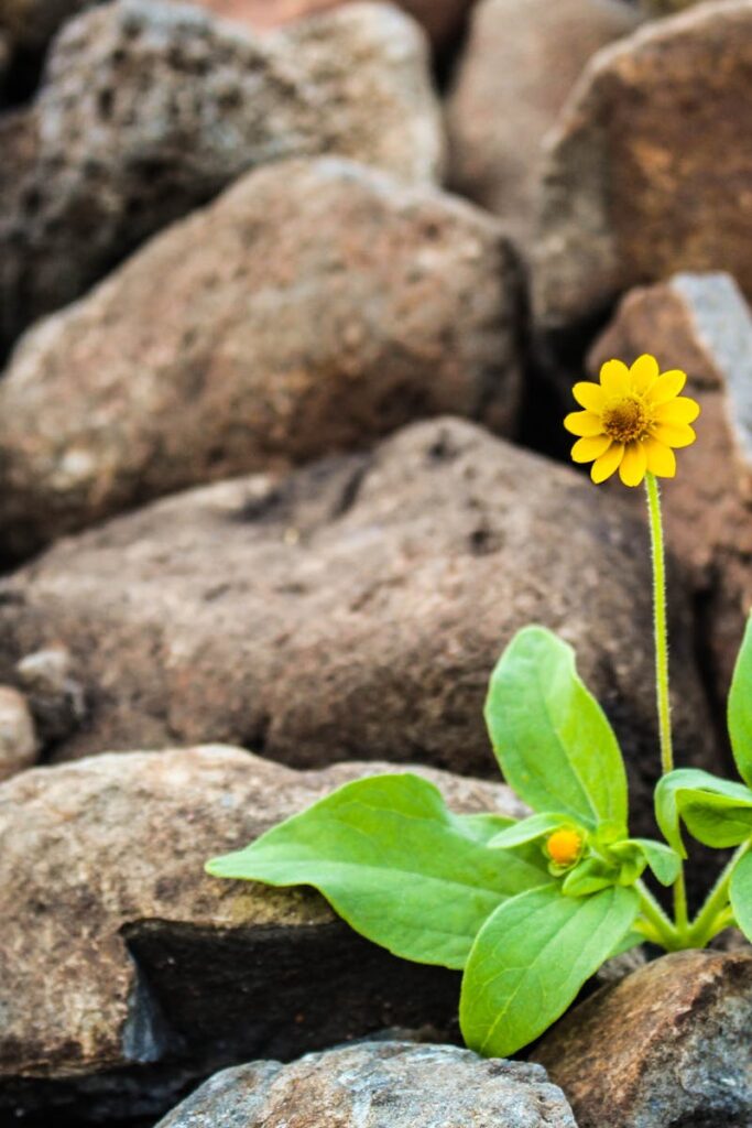 Two Yellow Flowers Surrounded by Rocks