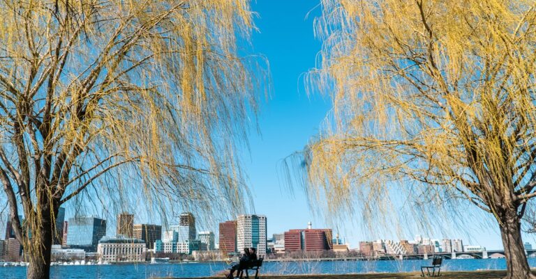 A tranquil spring scene in Boston featuring weeping willow trees by the river with city skyline in the background.